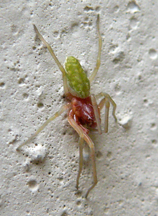 Nigma sp.